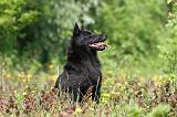 SCHIPPERKE 287